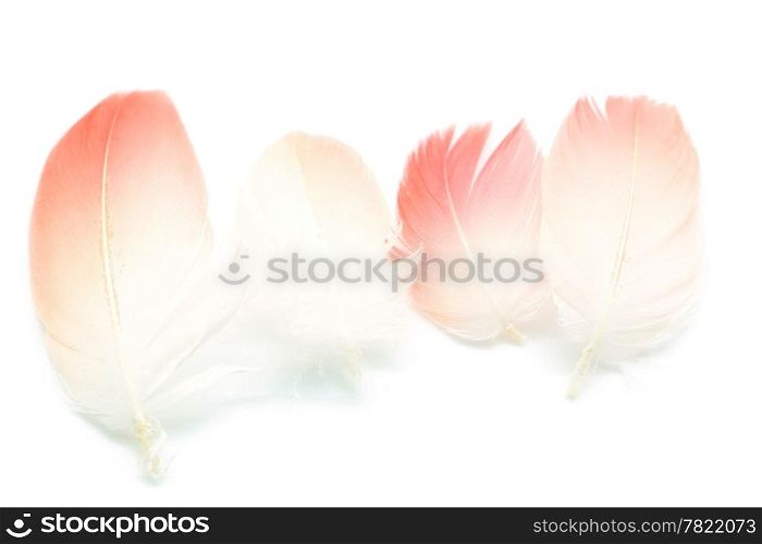 Set of Flamingo feathers isolated on white background