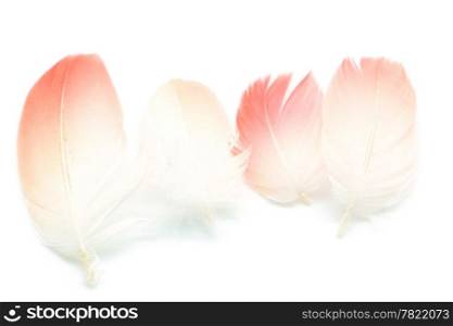 Set of Flamingo feathers isolated on white background