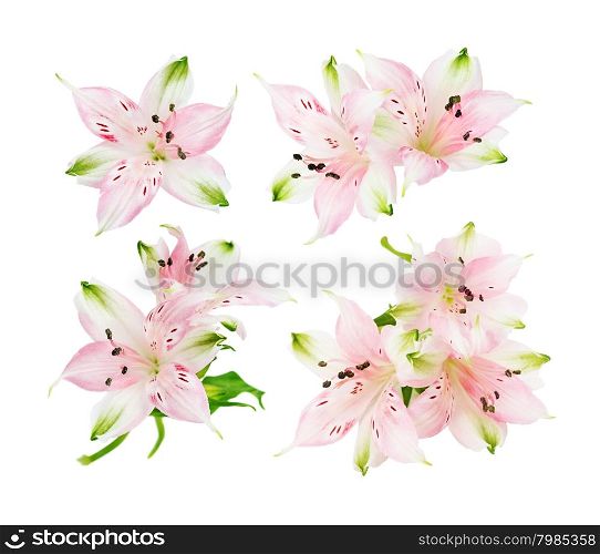 Set of four pictures of pink Alstroemeria flowers isolated on white background