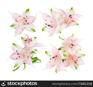 Set of four pictures of pink Alstroemeria flowers isolated on white background