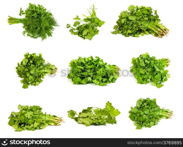 set of Fresh branches of green dill and Parsley tied isolated on white background.