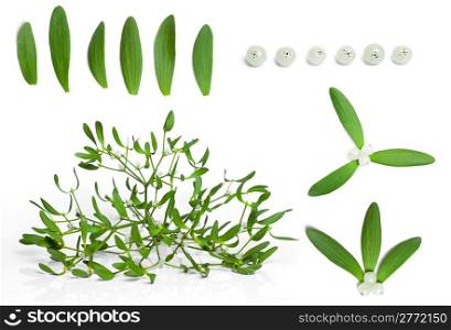 set of fresh green mistletoe with berries isolated on white background