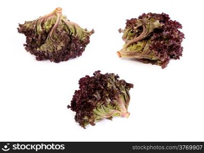 set of Fresh red Lettuce isolated on a white background
