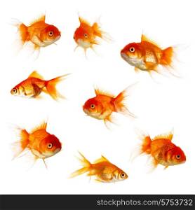 Set of Gold fish isolated on white background. Gold fish