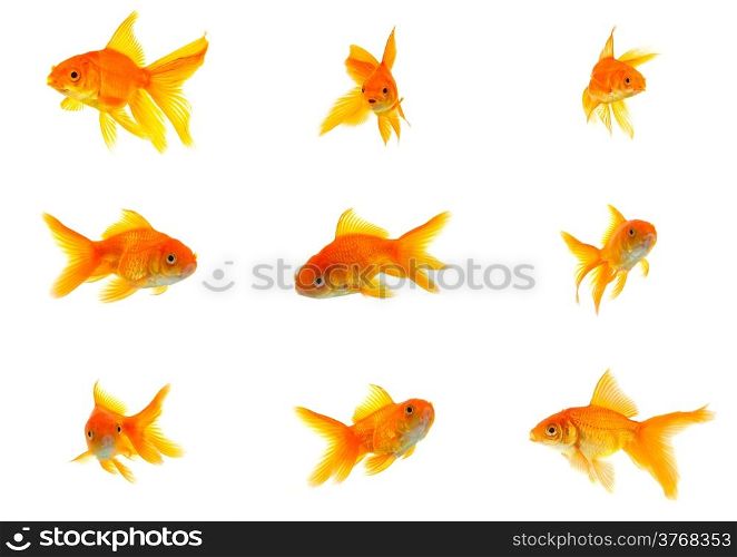 Set of gold fishes isolated on a white background