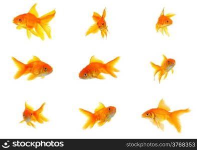 Set of gold fishes isolated on a white background