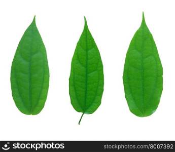 set of green leaf isolated on a white
