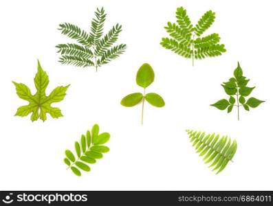 set of green leaf isolated on white background closeup