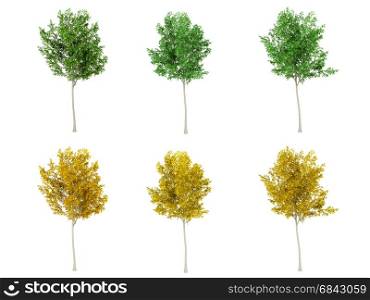 Set of green leaf tree and yellow leaf tree on white background, 3D rendering