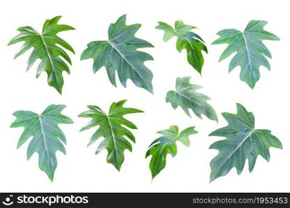 Set Of Green Leaves Of Monstera (Split-Leaf Philodendron) Tropical Foliage Plant Growing In Wild Isolated On White Background, Floral Background.