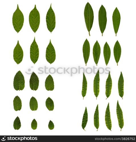 Set of green passion fruit leaves isolated on white background