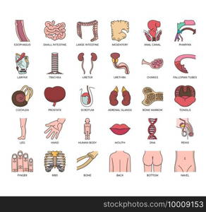 Set of human organ thin line and pixel perfect icons for any web and app project.