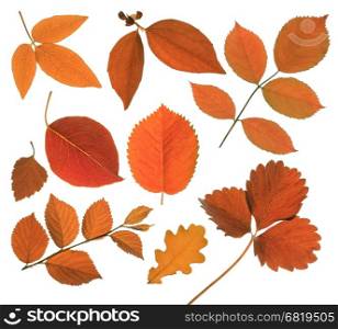 set of isolated autumn red leaf