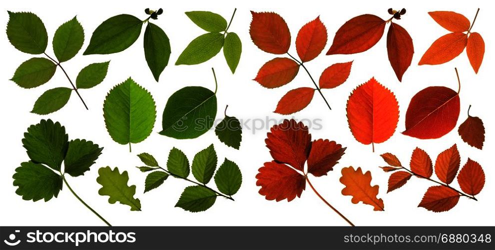 set of isolated green and red leaf