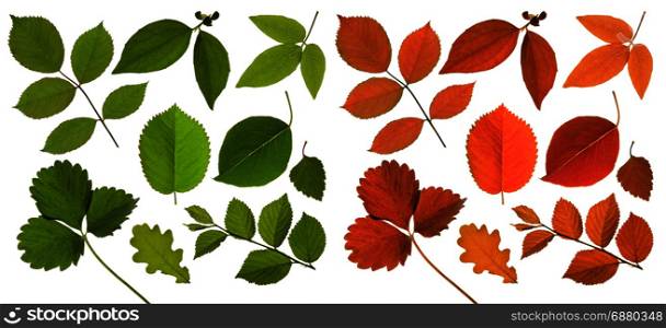 set of isolated green and red leaf