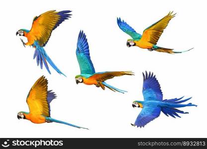 Set of Macaw parrots flying isolated on white background.