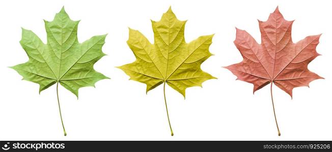Set of Maple leaves isolated on white. Yellow, red and green Maple leaves cut out.. Maple leaves isolated on white