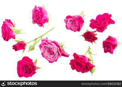set of mauve roses heads isolated on white background