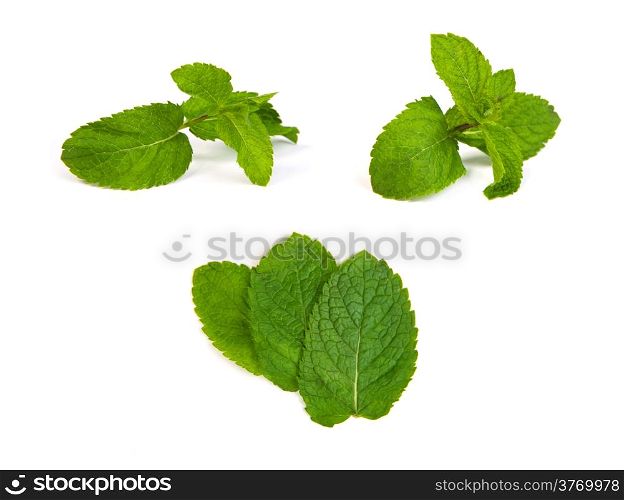 set of mint leaves isolated on a white background