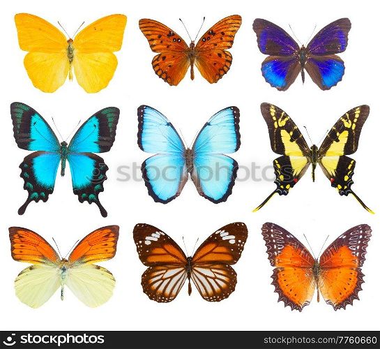 set of multicolored tropical flying batterflies isolated on white background. morpho adonis blue butterfly
