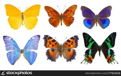 set of multicolored tropical flying batterflies isolated over white background. morpho adonis blue butterfly