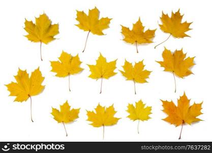 Set of orange autumn maple leaves isolated over white background. Orange autumn maple leaves