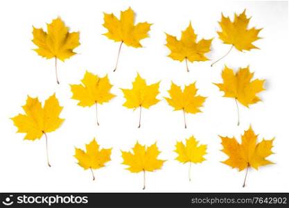 Set of orange autumn maple leaves isolated over white background. Orange autumn maple leaves