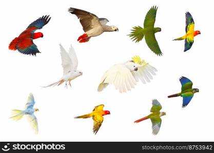 Set of parrots isolated on white background.