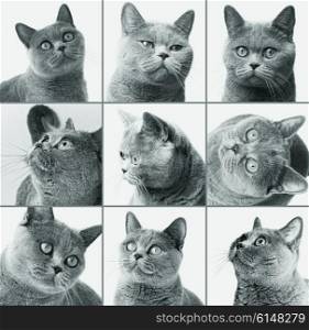 Set of photos British shorthair cat closeup