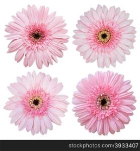 set of pink gerbera flower isolated on white with clipping path