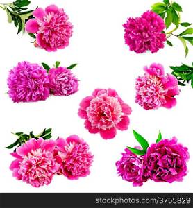 Set of pink peonies with green leaves isolated on white background