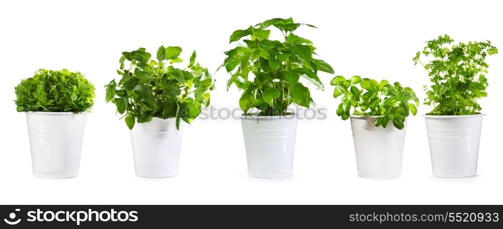 set of potted green plants isolated on white background