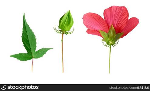 set of red blooming hibiscus bud, green leaf and unblown box isolated on a white background, close up