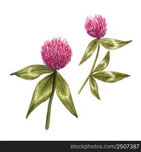 Set of red clover flowers with leaves. Watercolor botanical illustration of meadow flower isolated on white background. Happy Saint Patricks Day. Honey herb.