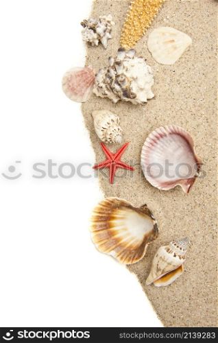 Set of Seashells background or texture. Set of Seashells