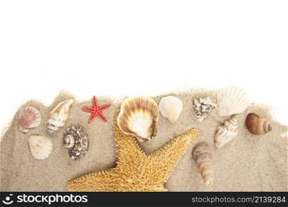 Set of Seashells background or texture. Set of Seashells
