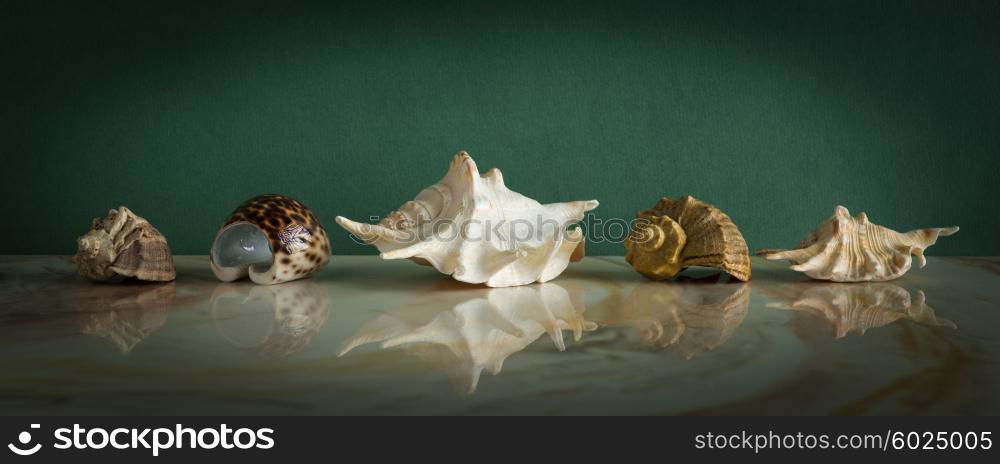 Set of seashells on a marble shelf
