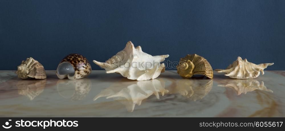 Set of seashells on a marble shelf