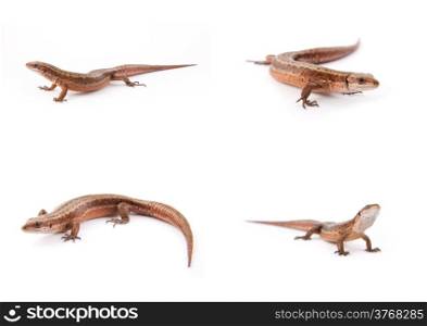 Set of small lizards on a white background