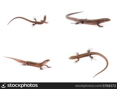 Set of small lizards on a white background