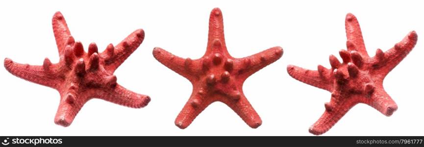 Set of starfish family close up macro detail isolated