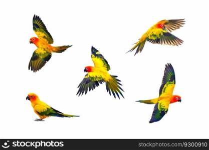 Set of Sun conure flying isolated on white background.