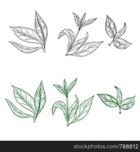 Set of tea leaves on a white background in the style of engraving. For wedding decor, postcards and textiles, vector illustration