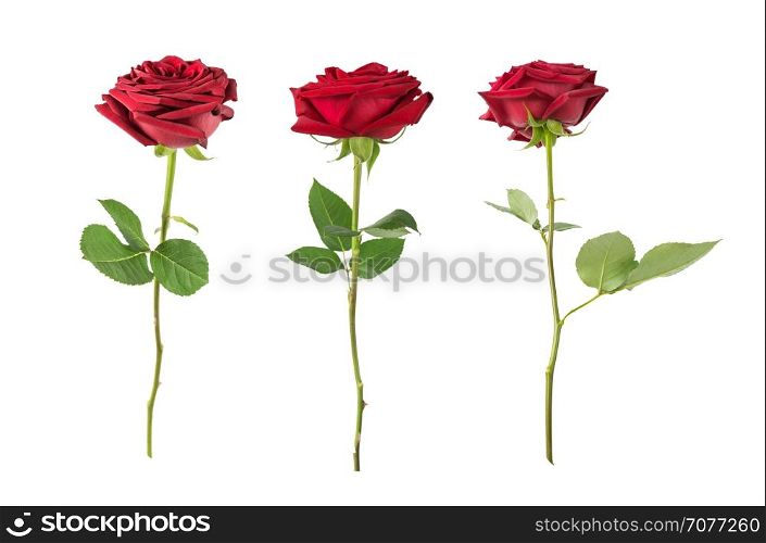 Set of three luxurious dark-red roses on a long stem with green leaves isolated on white background, side view