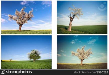 Set of trees on the field. Nature background