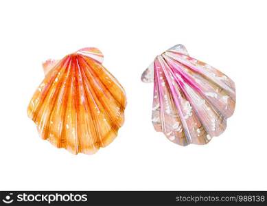 Set of two isolated sea scallops. Mother of pearl with pink and yellow clam Pectinidae. Nature of the World Ocean. Underwater resident. Summer season.. Set of two isolated sea scallops.