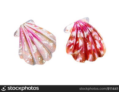 Set of two isolated sea scallops. Pink and nacreous Pectinidae clam. Nature of the World Ocean. Underwater resident. Summer season. Hand drawn illustration.. Set of two isolated sea scallops.