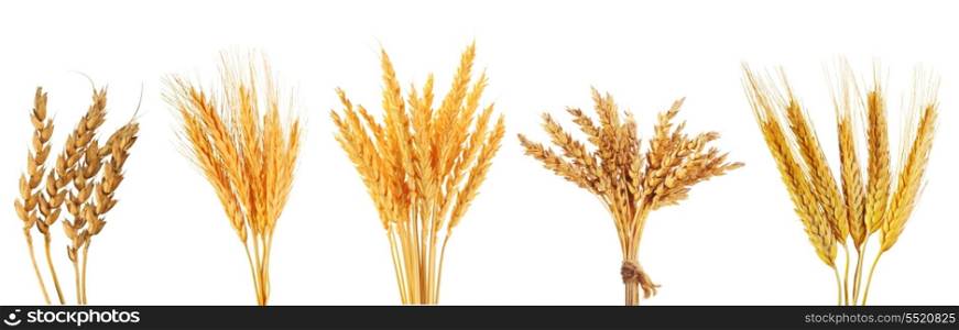 set of various wheat ears isolated on white background