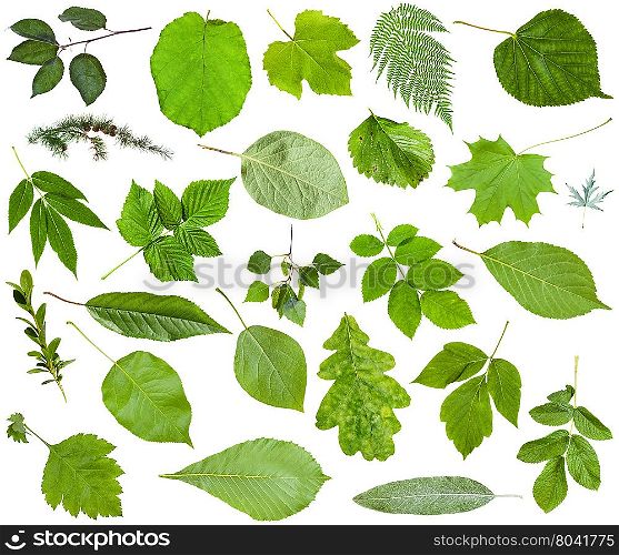 set of varuious green leaves isolated on white - apple, fern, hazel, larch, oak, birch, dog-rose, quince, buxus, strawberry, grape, cherry, raspberry, rubus, poplus, maple, acer, lime, ash, etc