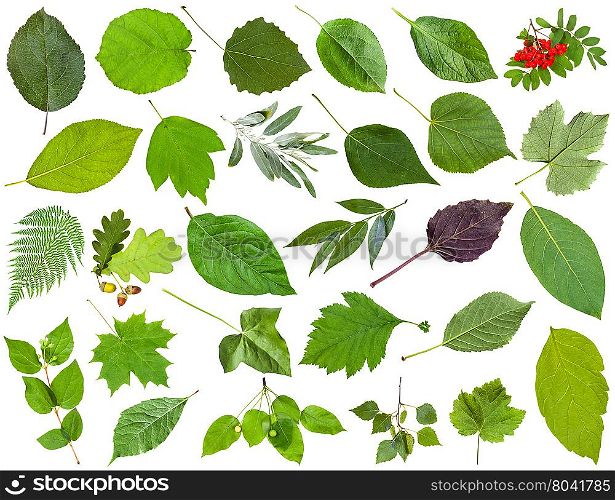 set of varuious green leaves isolated on white - apple, fern, rowan, oak, acorn, honeysuckle, acer, maple, ash, vine, grape, parthenocissus, ivy, malus, basil, cherry, potato, poplar, willow, etc